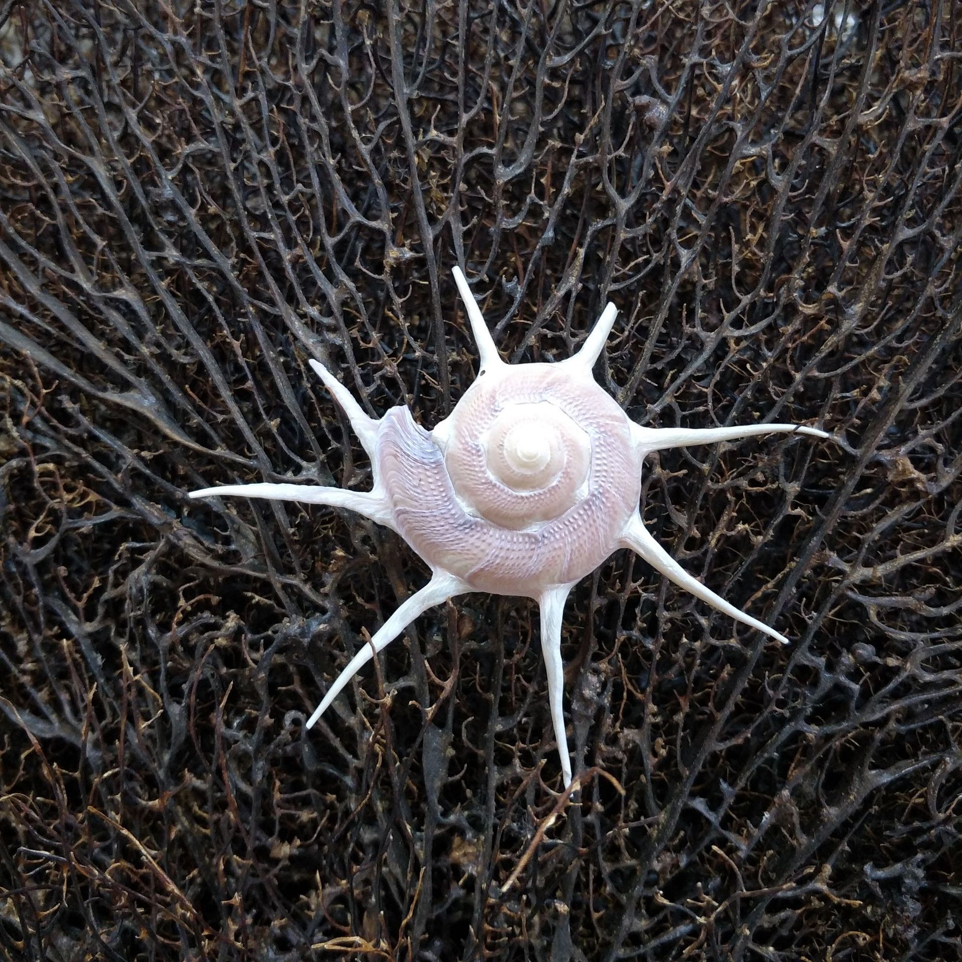 厂家直销天然海螺贝壳星螺刺螺橱窗摆件5-9厘米标本