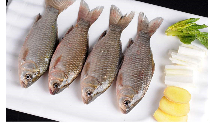 供应 新鲜海鲜类水产品 鲫鱼淡水鱼700g-900g 条