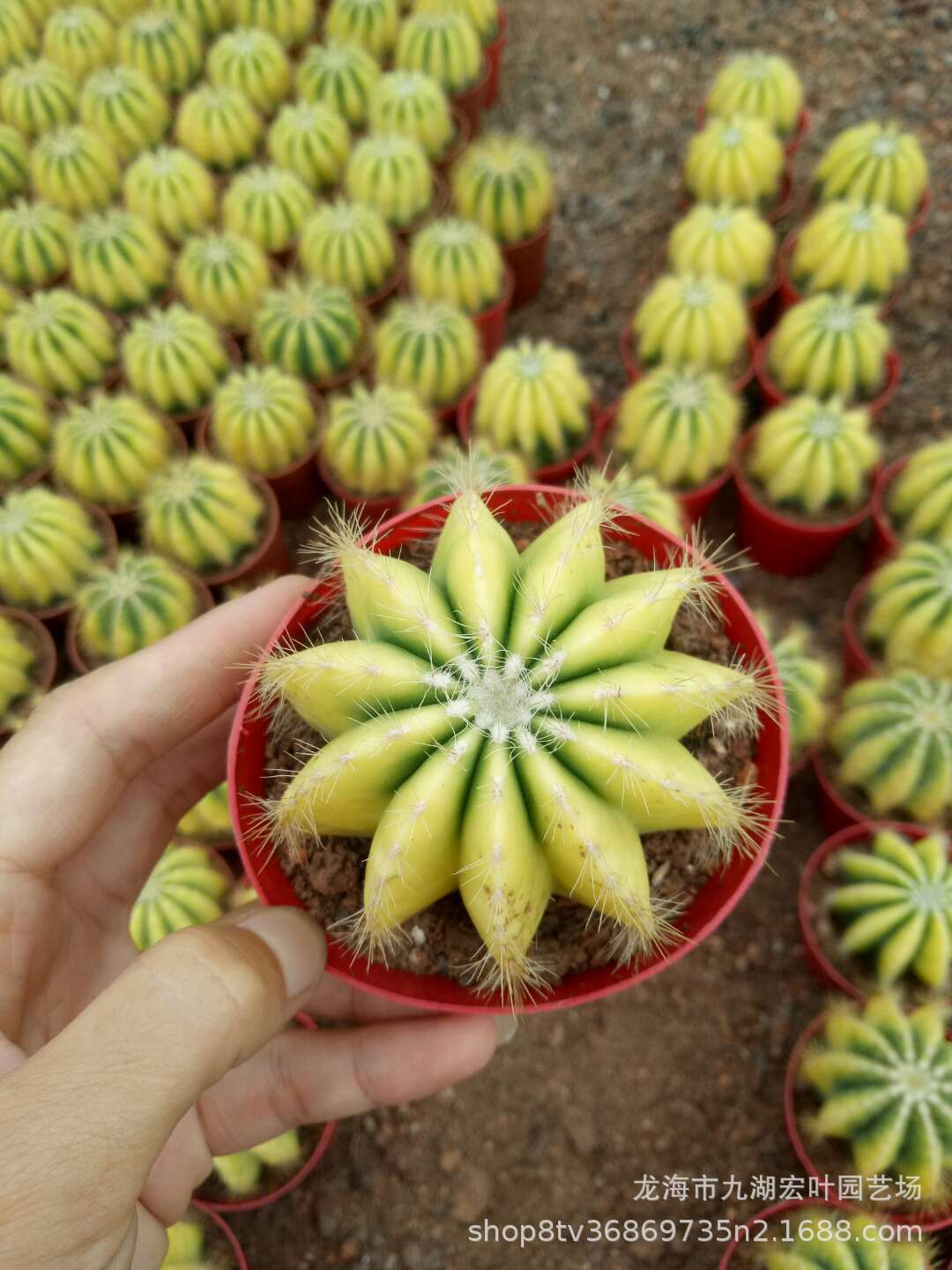 银光锦自然锦仙人球仙人柱多肉植物景观盆栽沙生植物仙人掌