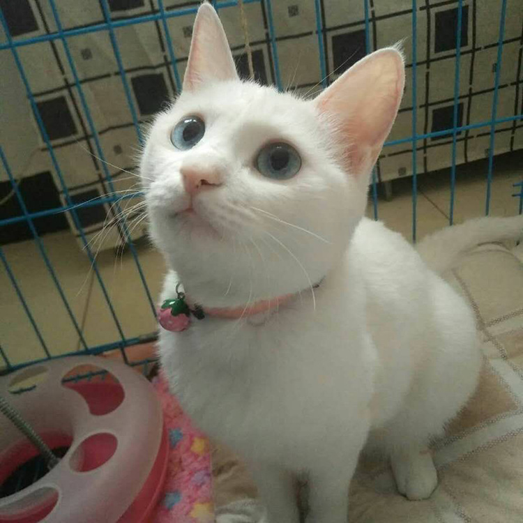 活体猫咪 白猫白英短中华田园猫 橘猫狸花猫三花灰白猫宠物猫活体