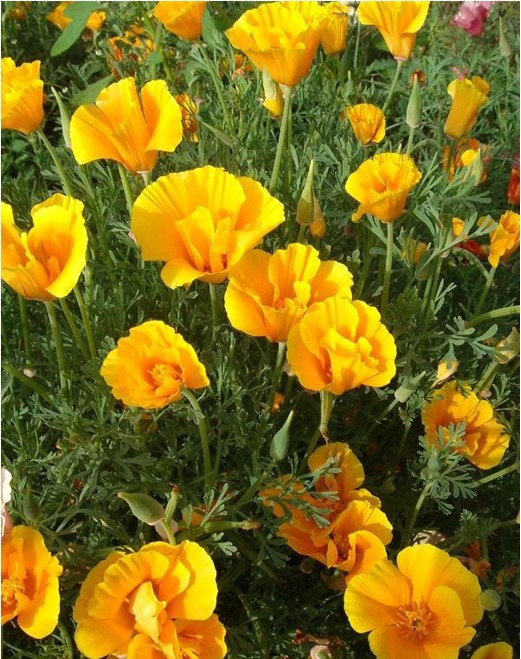 一二年生花卉&mdash;&mdash;花菱草