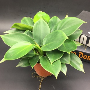 基地直销小苹果盆栽花卉办公室内绿植吸甲醛净化空气防辐射植物