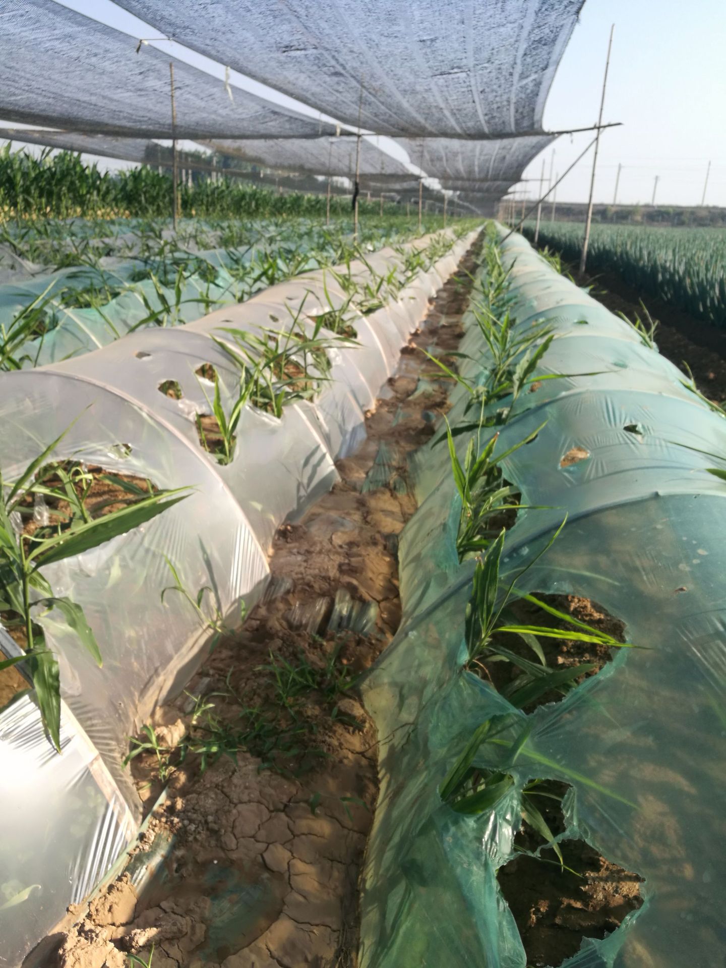 6米宽农用遮阳网    生姜网    保用6年