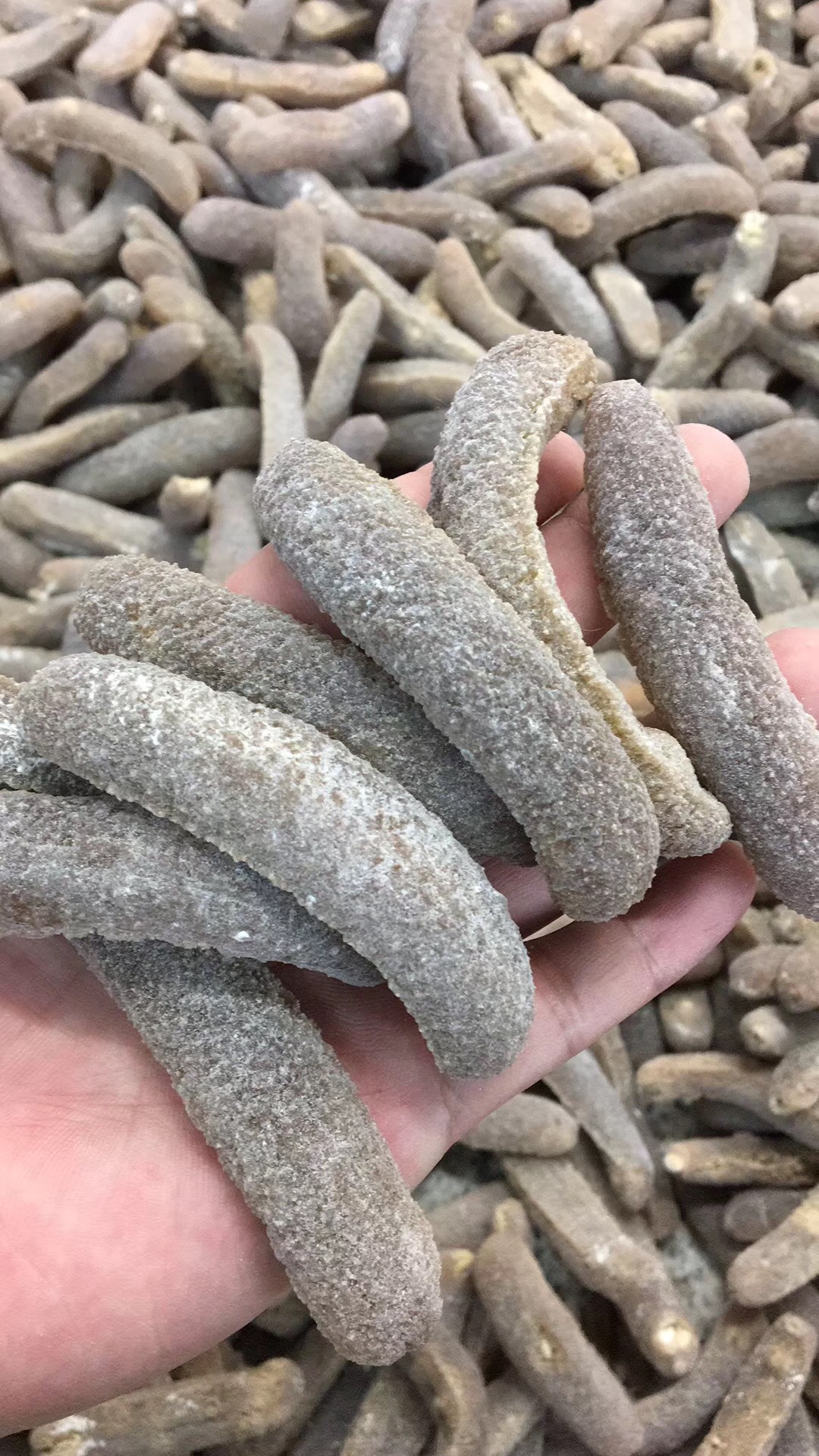 淡干沙秃参金沙参秃参 30-33头海参干货 产地直销批发