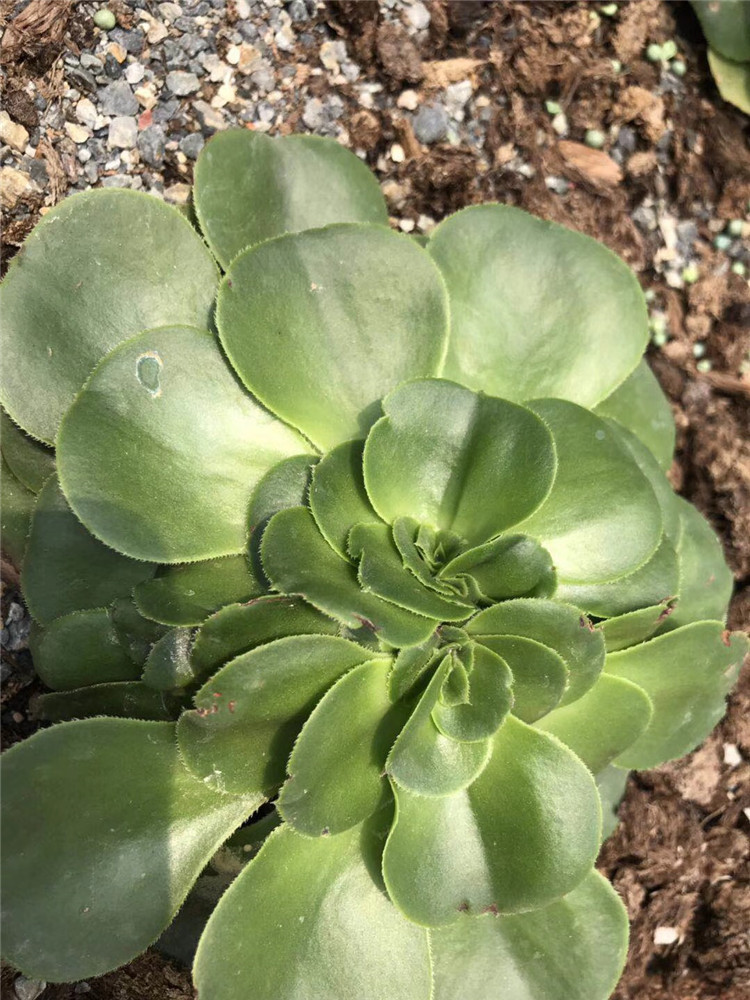 125基地限时批发多肉植物 八尺镜缀化10公分左右带根多肉法师贵货