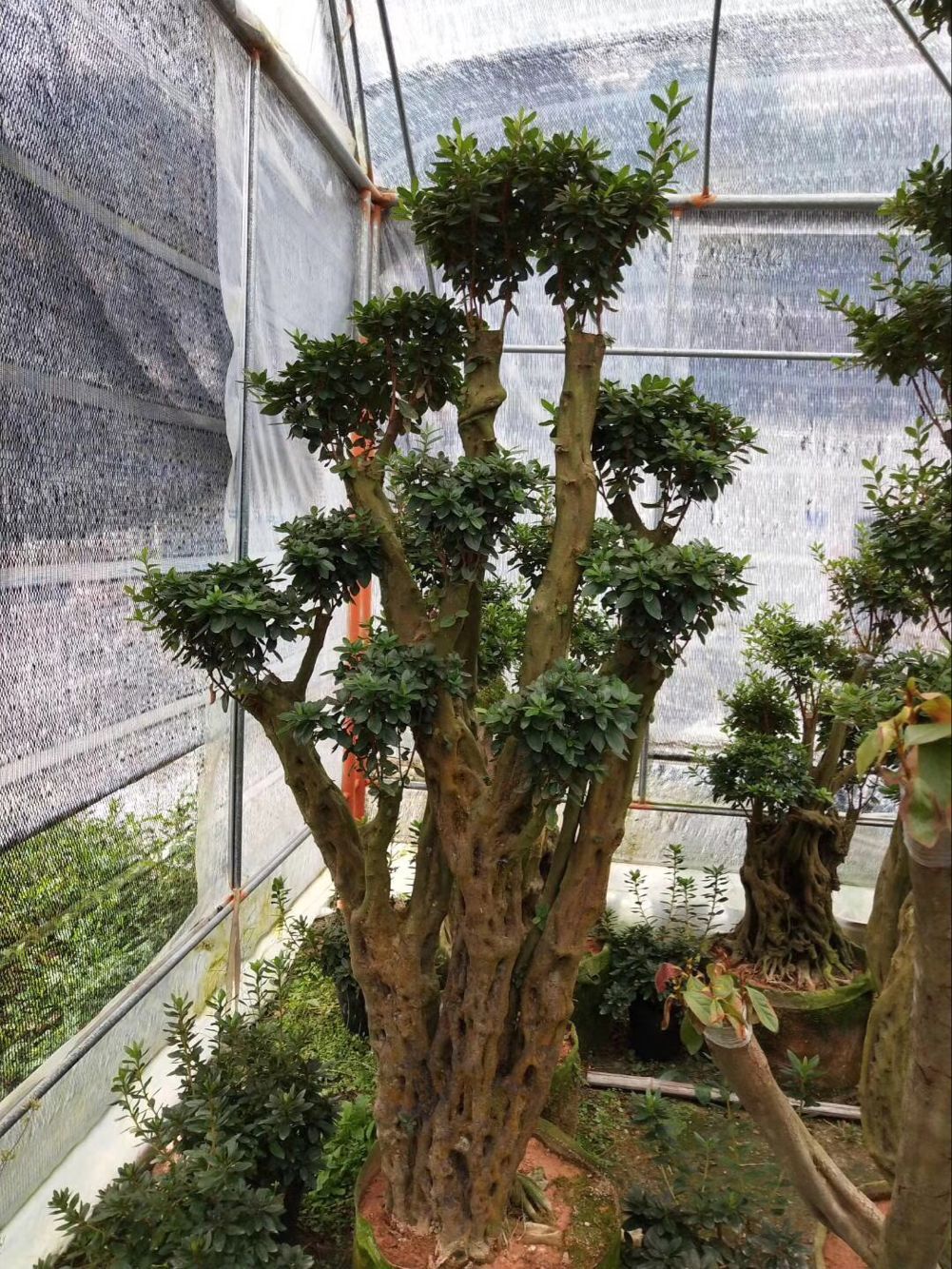 映山红野生杜鹃盆景丛生苗独杆高桩苗基地直供杜鹃花映山红等苗木