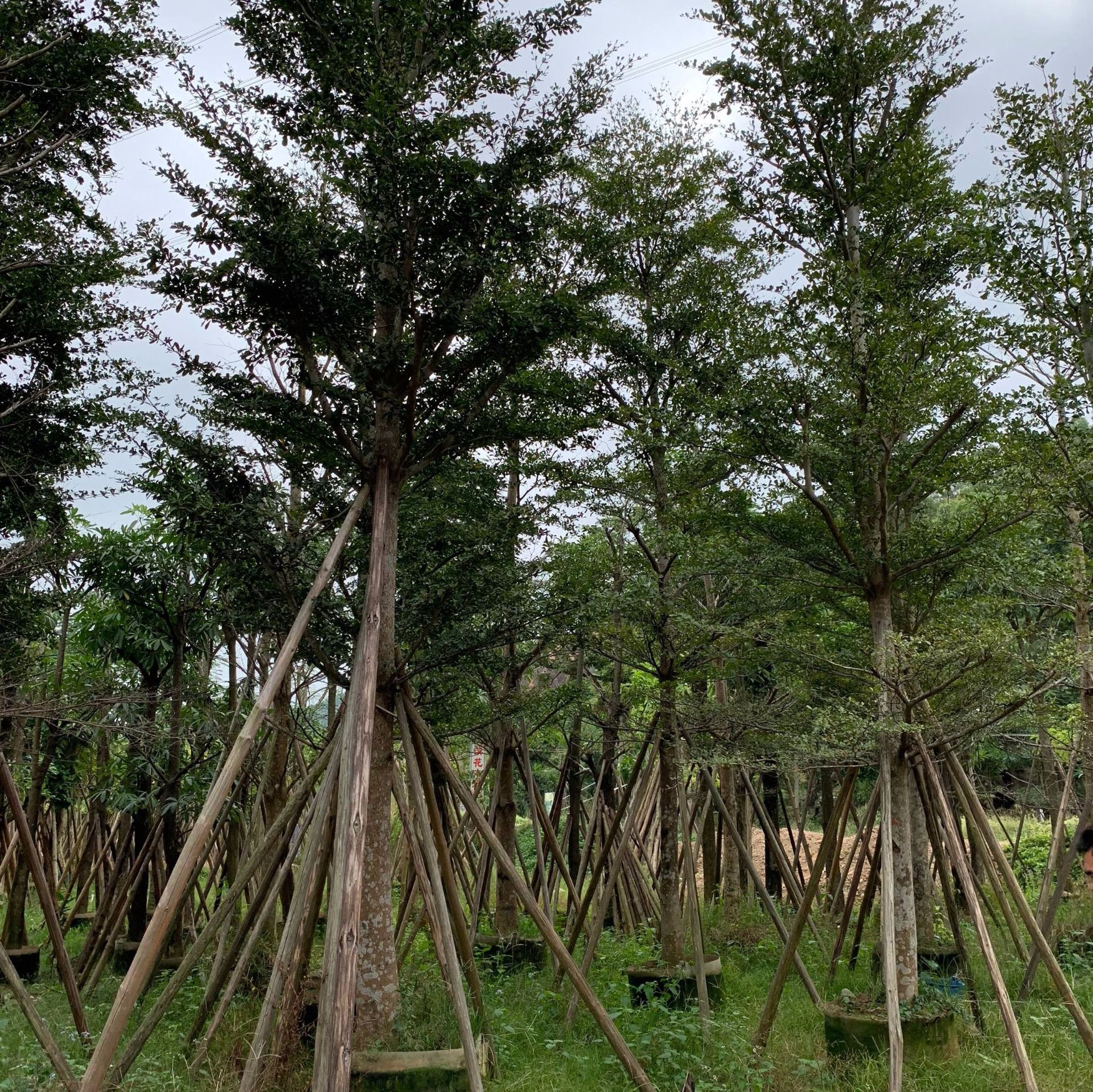 小叶榄仁 细叶榄仁大量供应绿化苗木 普宁绿化苗移植苗袋苗现货