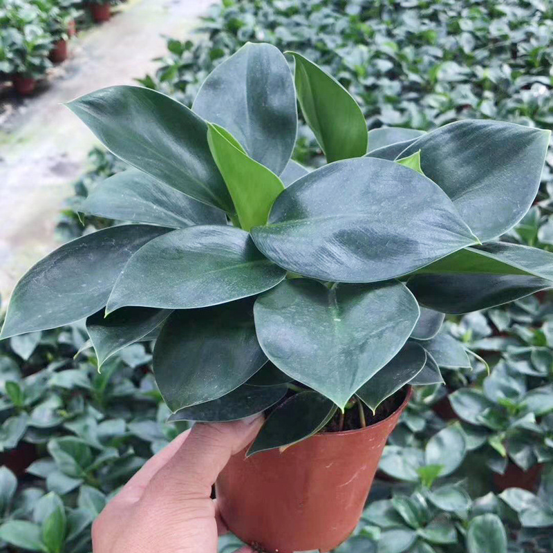 基地直供观叶植物小盆栽创意办公室内外绿植a110小苹果