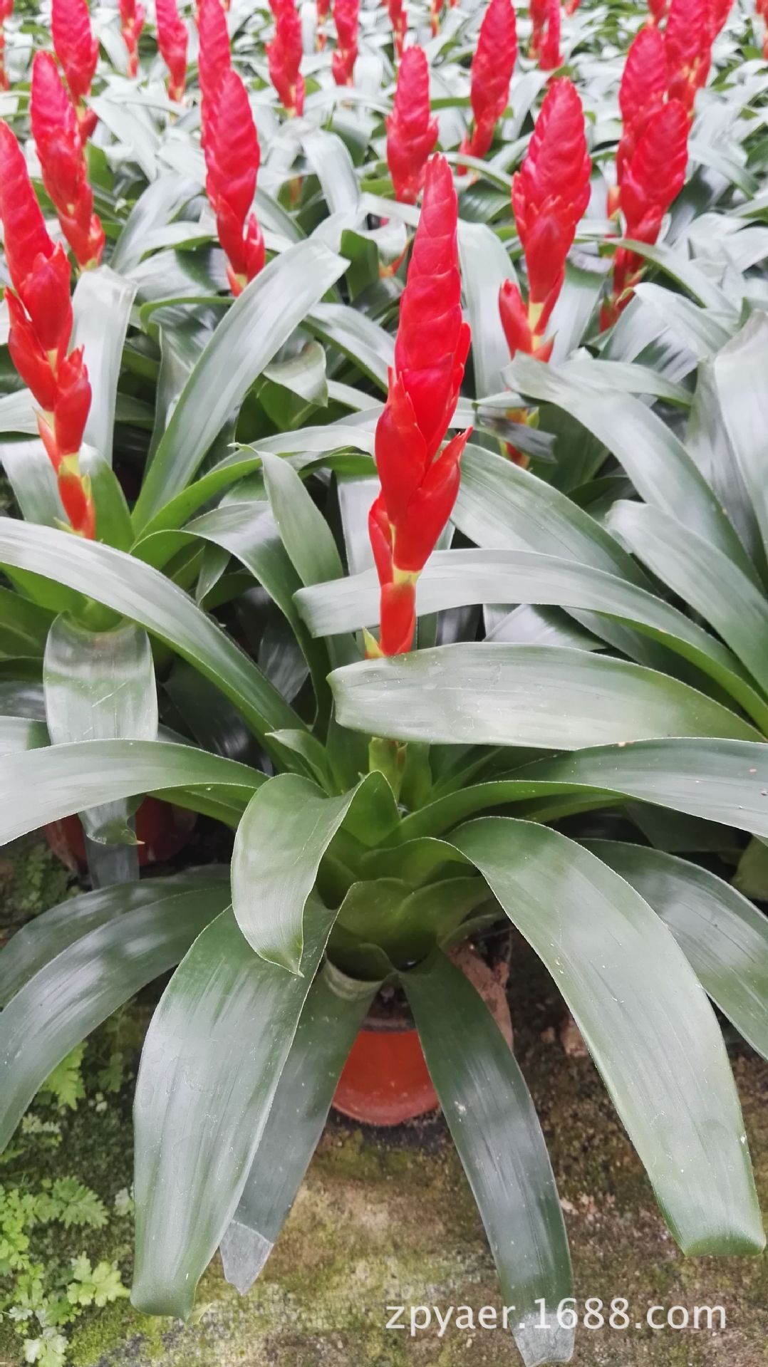 直销盆栽凤梨花 批发凤梨玉扇花