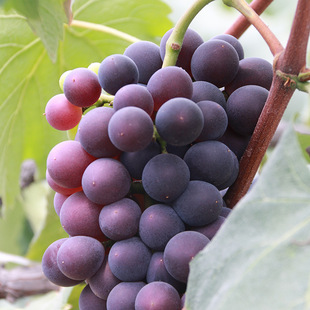 【安仁葡萄】新鲜水果批发 峰后葡萄7斤装 新鲜葡萄果园直销