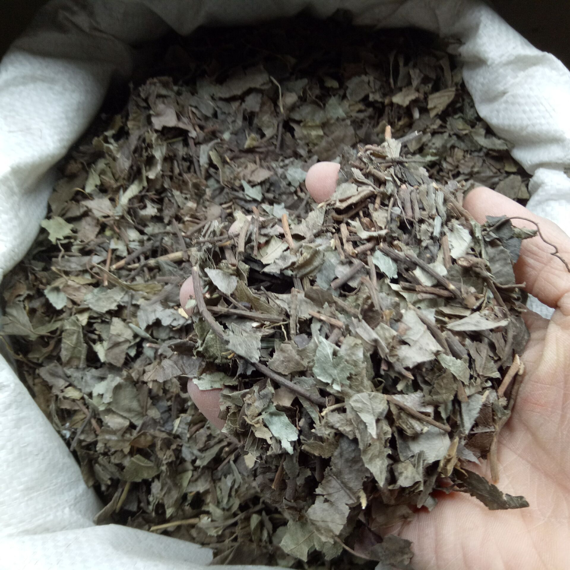 批发中药材 矮地茶 无硫新货 地茶 紫金牛 平地木 老勿大不出林