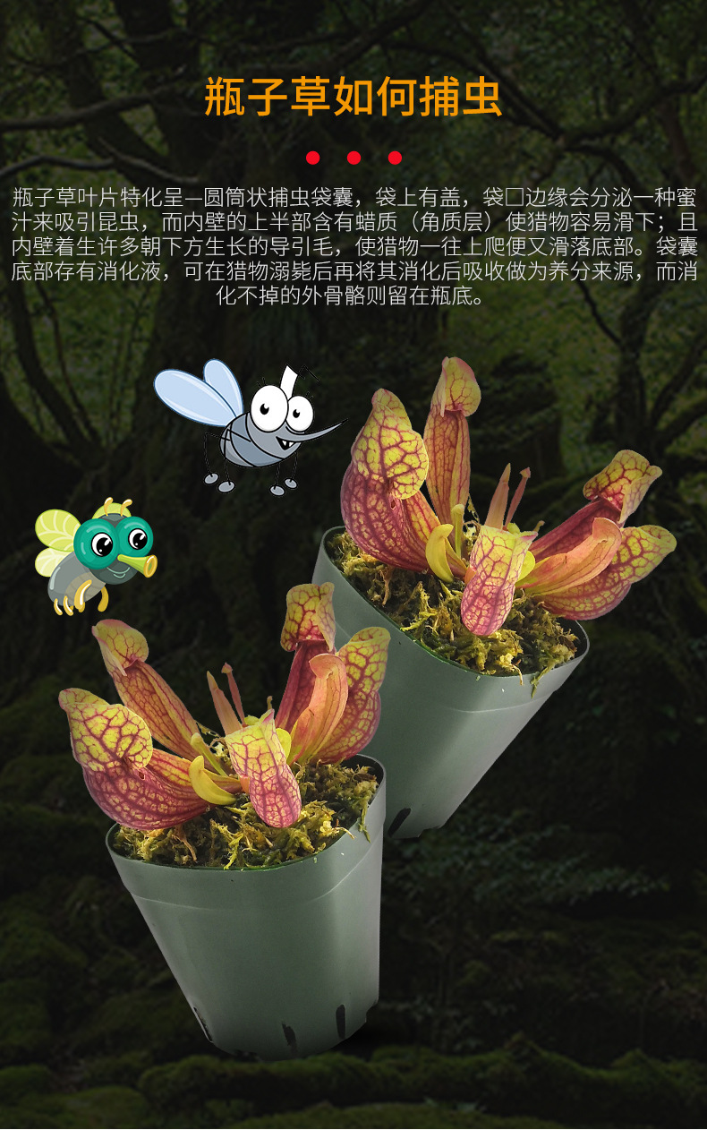 紫红瓶子草海螺特大号珍奇食虫植物菲朗园艺花卉盆栽源头生产基地