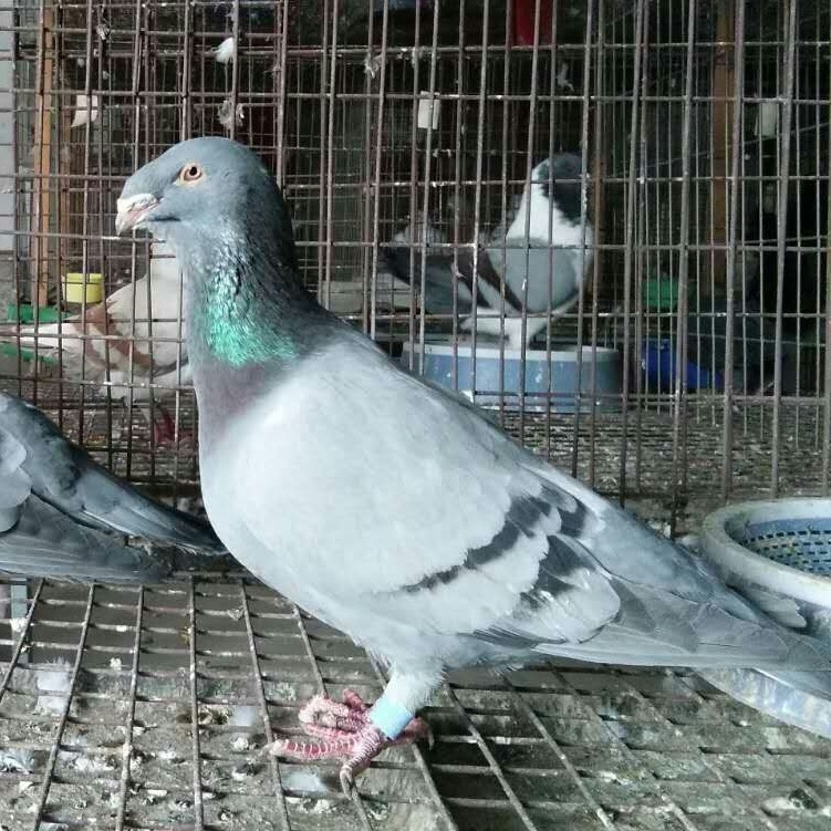 白蛇头鸽子一对多少钱 黄杠马头鸽图片 俄罗斯头型鸽养殖场