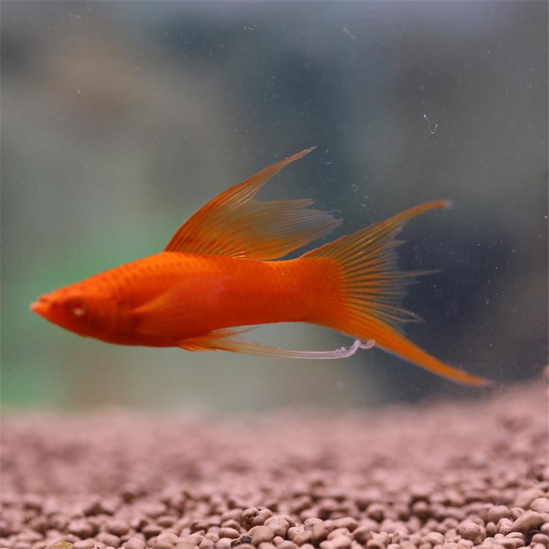 金牡丹鱼活体热带观赏鱼 胎生鱼上海渔场直销包活 水族世界