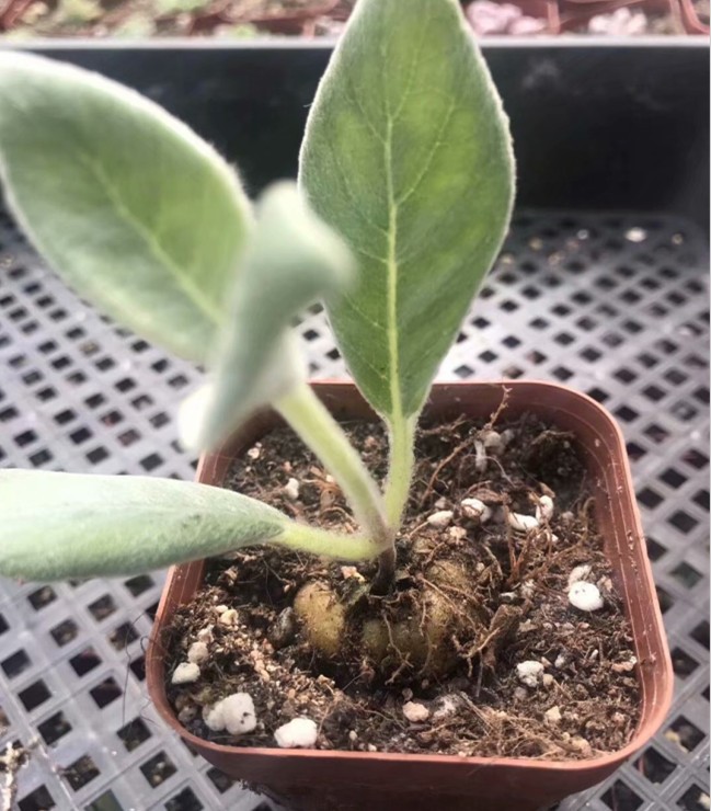 断崖女王1-4cm球茎 断崖皇子块根多肉植物 实拍 基地直销