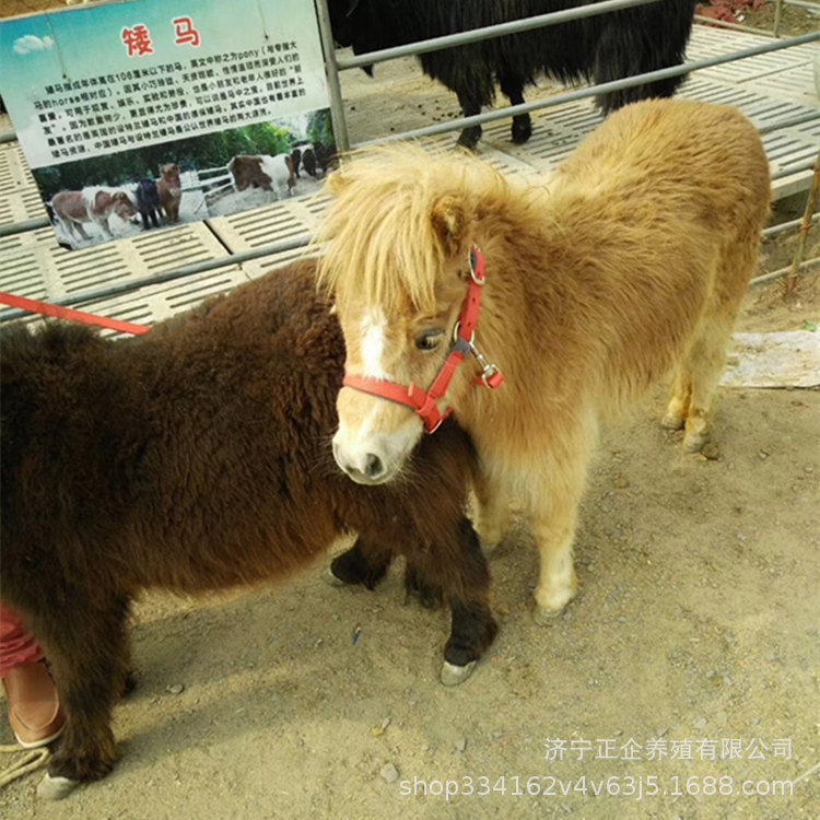温顺小矮马哪里卖德保矮马 云南矮脚马 宠物矮马出售价格是多少
