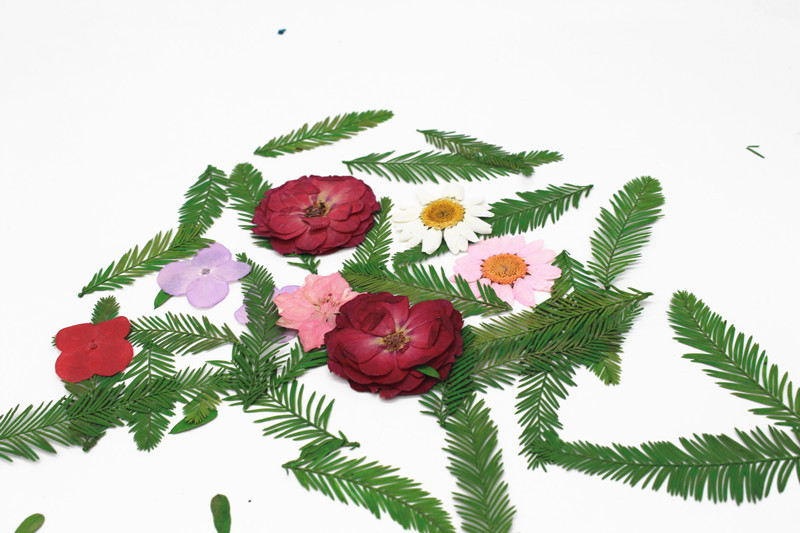 小叶雪松植物标本干花压花滴胶手机壳儿童手工书签相框造纸花草纸