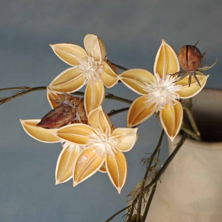 【红贵人】云南天然果壳手工干花文艺花艺客厅装饰拍摄道软装家装