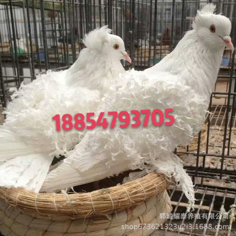 白芙蓉鸽图片 马甲芙蓉鸽子价格 红色马甲芙蓉观赏鸽一对多少钱