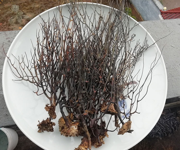 天然海螺贝壳 海树 铁树 珊瑚枝 黑铁树 海柳 黑铁树