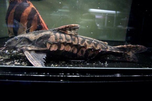 0成交30条奶牛鱼 鲶鱼 小丑鱼 小丑武士鲶鱼 热带鱼 观赏鱼相似店铺>