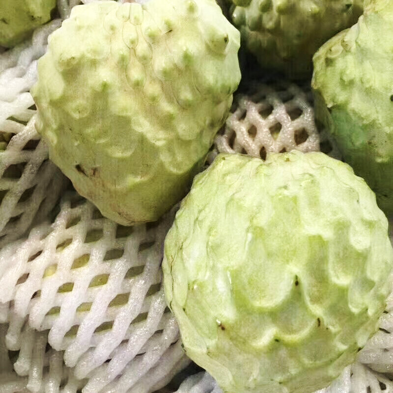 泰国牛奶释迦果 番荔枝佛头果嫁接果树苗庭院地栽盆栽当年结果