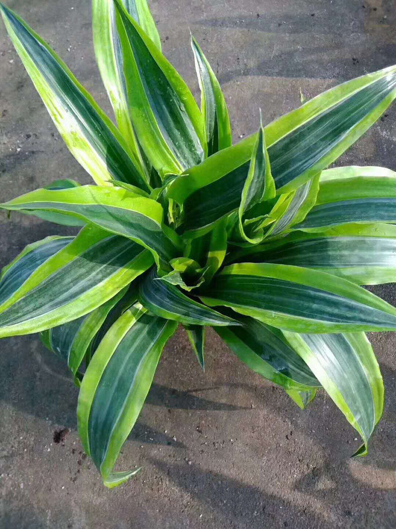 基地直供观叶植物吸甲醛净化空花卉小盆栽140巴西美人铁