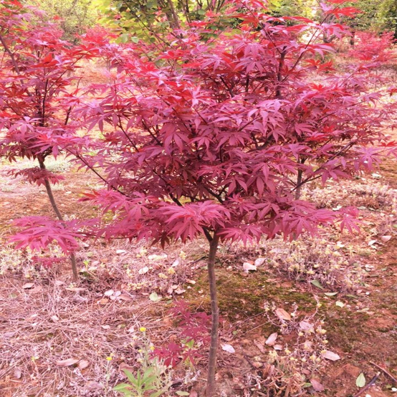红枫树苗批发日本红枫火焰木彩叶风景行道树庭院工程绿化苗红舞姬
