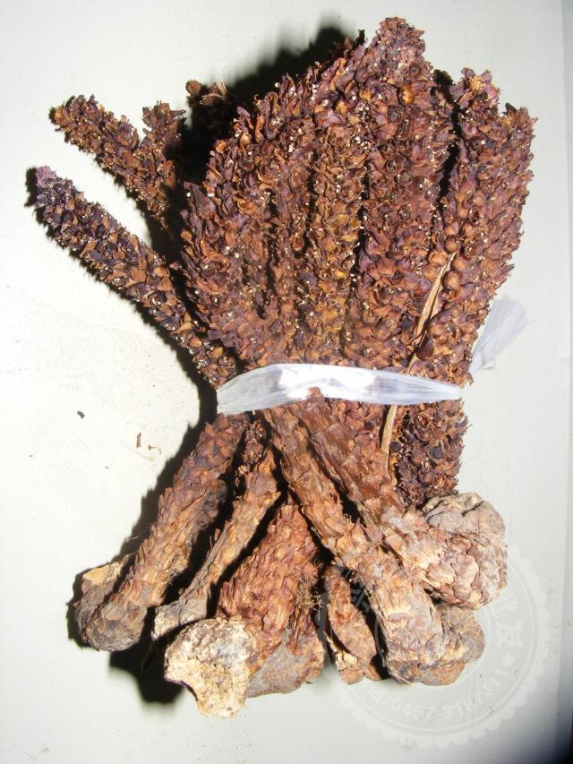 产地大兴安岭散装野生不老草山苞米草苁蓉列当泡酒8厘米以上一斤
