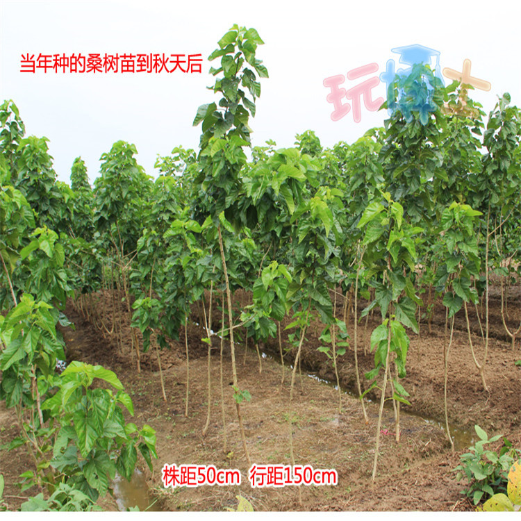 新采桑树种子 蚕吃的桑叶 养蚕专用桑 蚕桑种子 猪牛羊兔蚕饲料