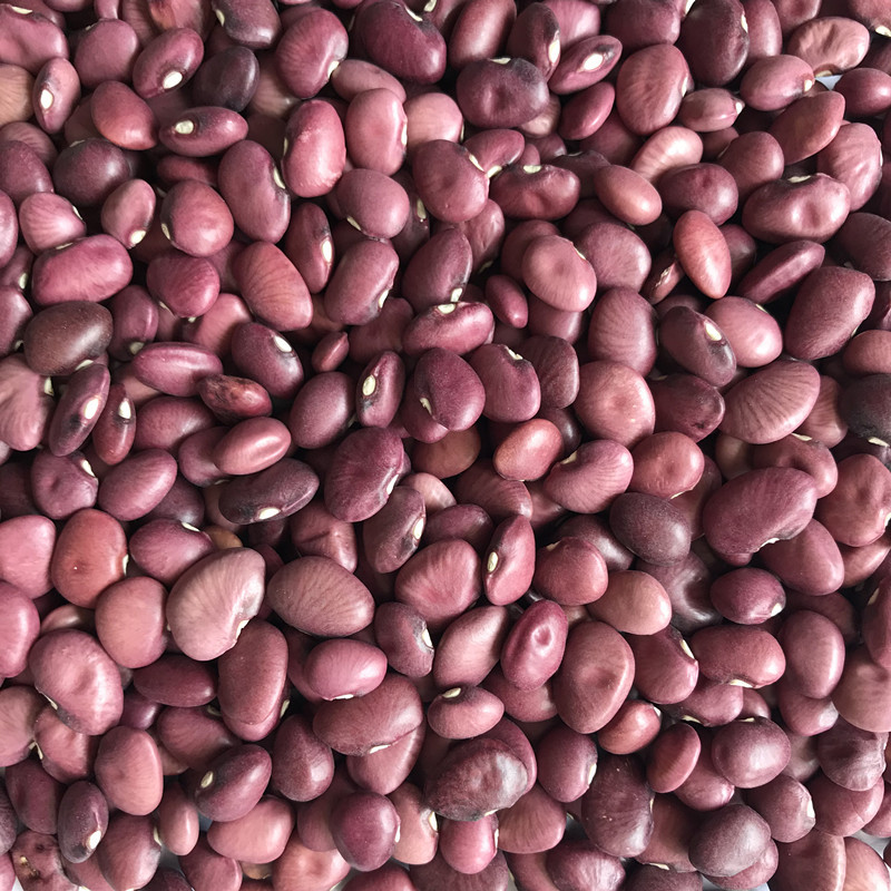 工厂供应红扁豆斑马豆红豆胭脂红豆