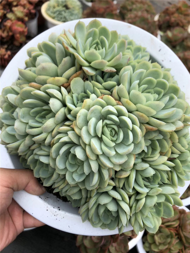 0181多肉植物盆栽大棚直销 小叶冰梅大群盆26cm品相实拍多肉品种