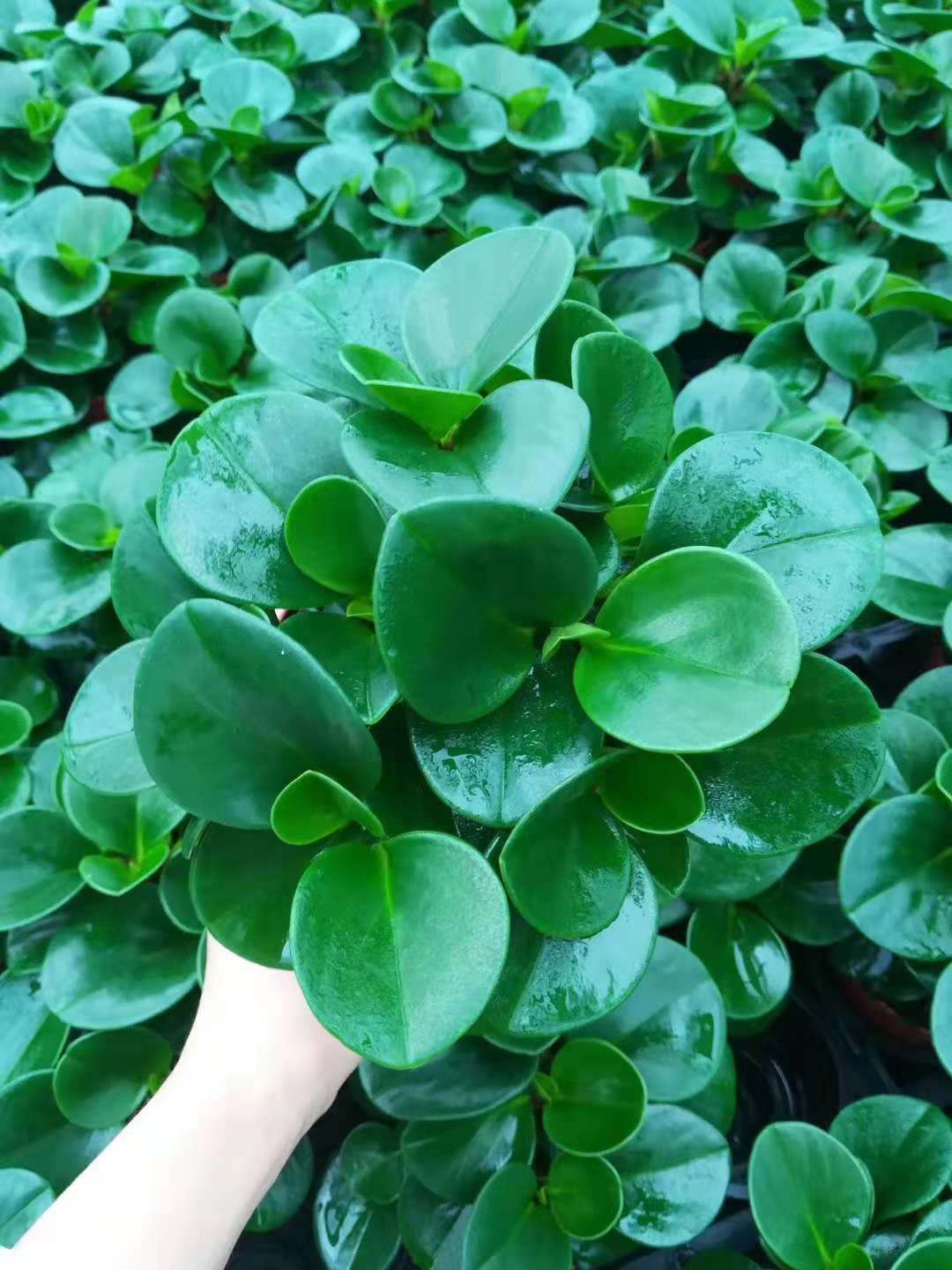 【基地直销】观叶植物小盆栽绿植 室内吸甲醛花卉 110#青叶碧玉