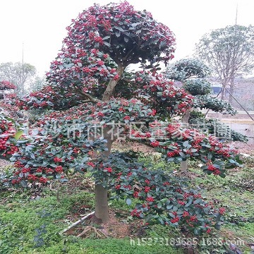 基地直销 造型无刺枸骨树 多规格的无刺枸骨景观树 鸿运果树批发