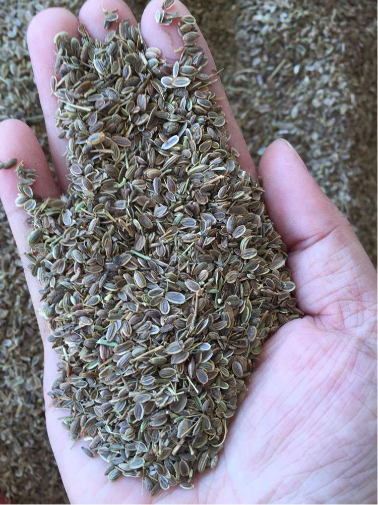 批发零售 千里香 万里香 七里香 火锅卤菜香料500g