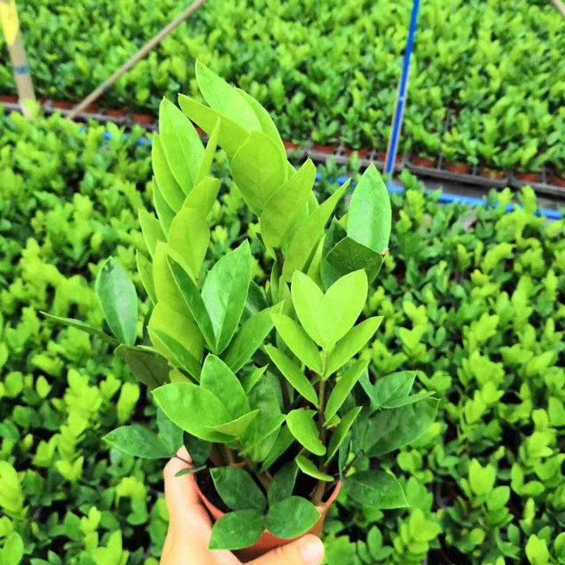 【基地直销】观叶植物 室内吸甲醛花卉 小盆栽绿植 90财神金钱树