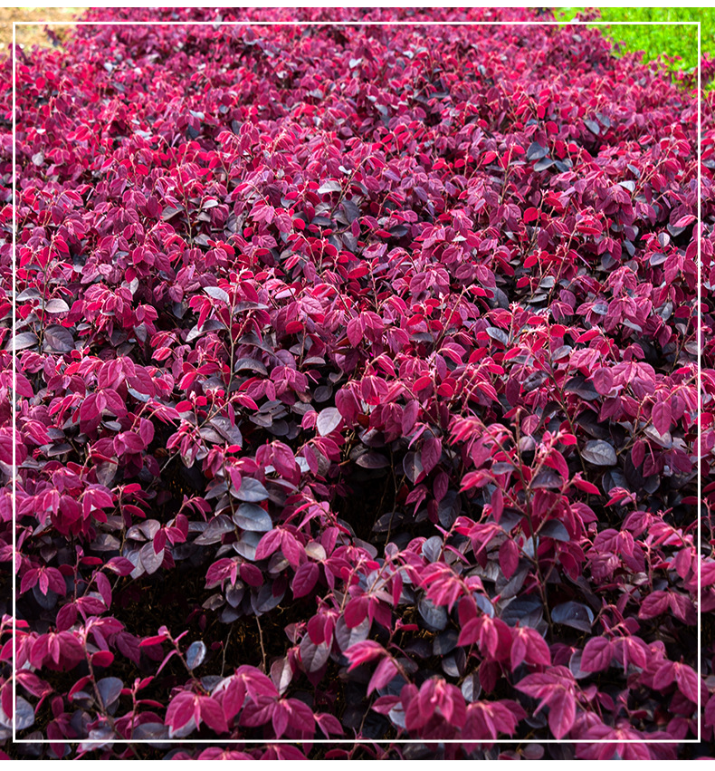 基地批发 常绿灌木红花继木色块地被 绿化植物工程必备规格齐全