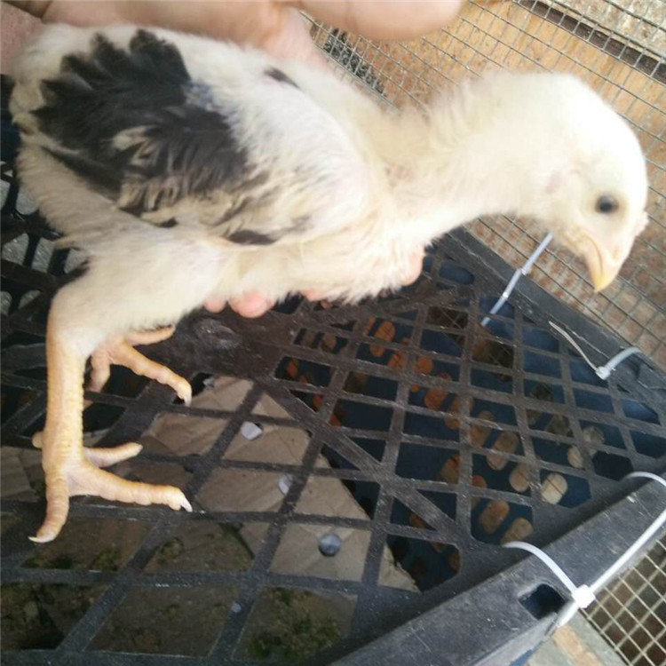 脱温五两重的东涛鸡现货出售