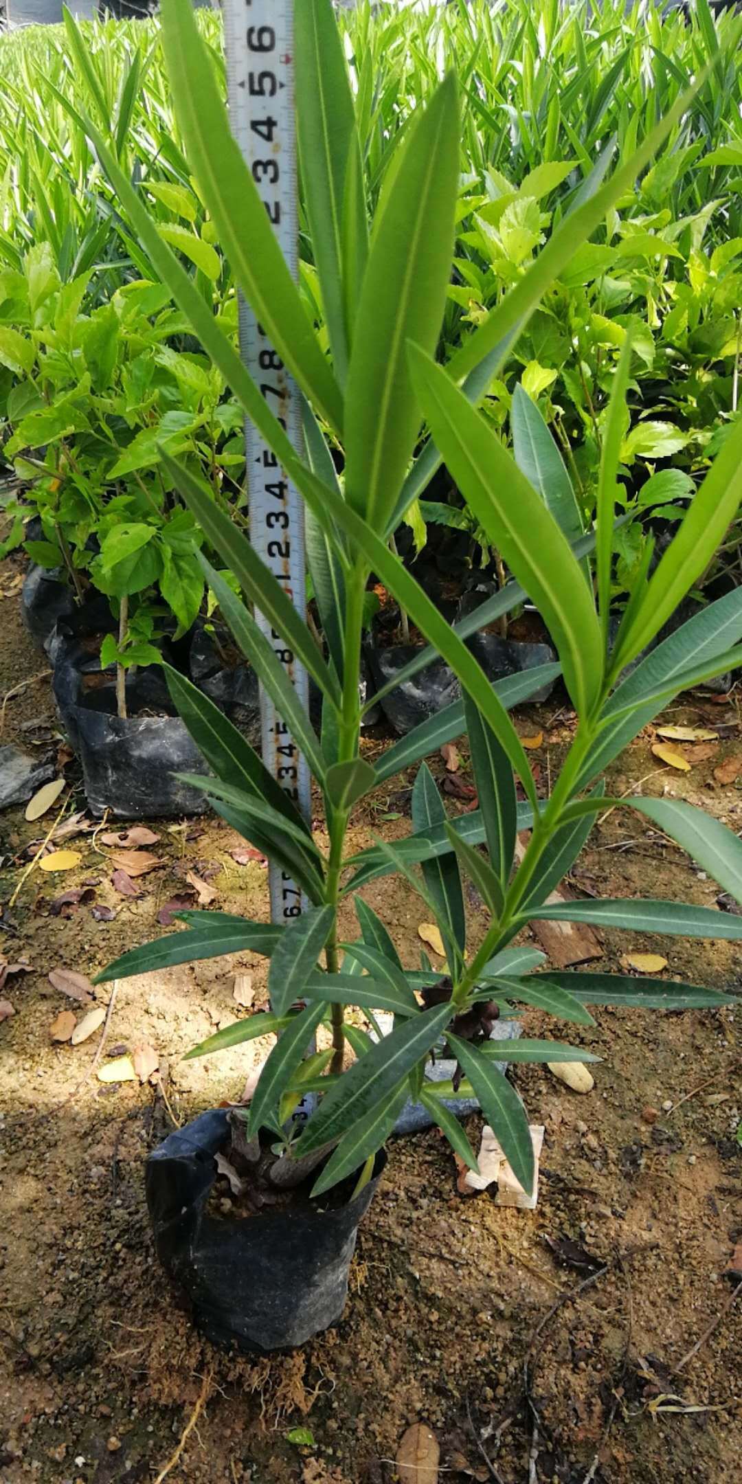 基地供应绿化夹竹桃植被苗木 绿化夹竹桃苗木批发