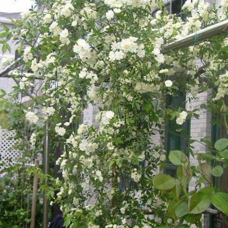 苗圃批发阳台盆栽攀援花卉 白木香花苗 白木香小苗 规格齐全