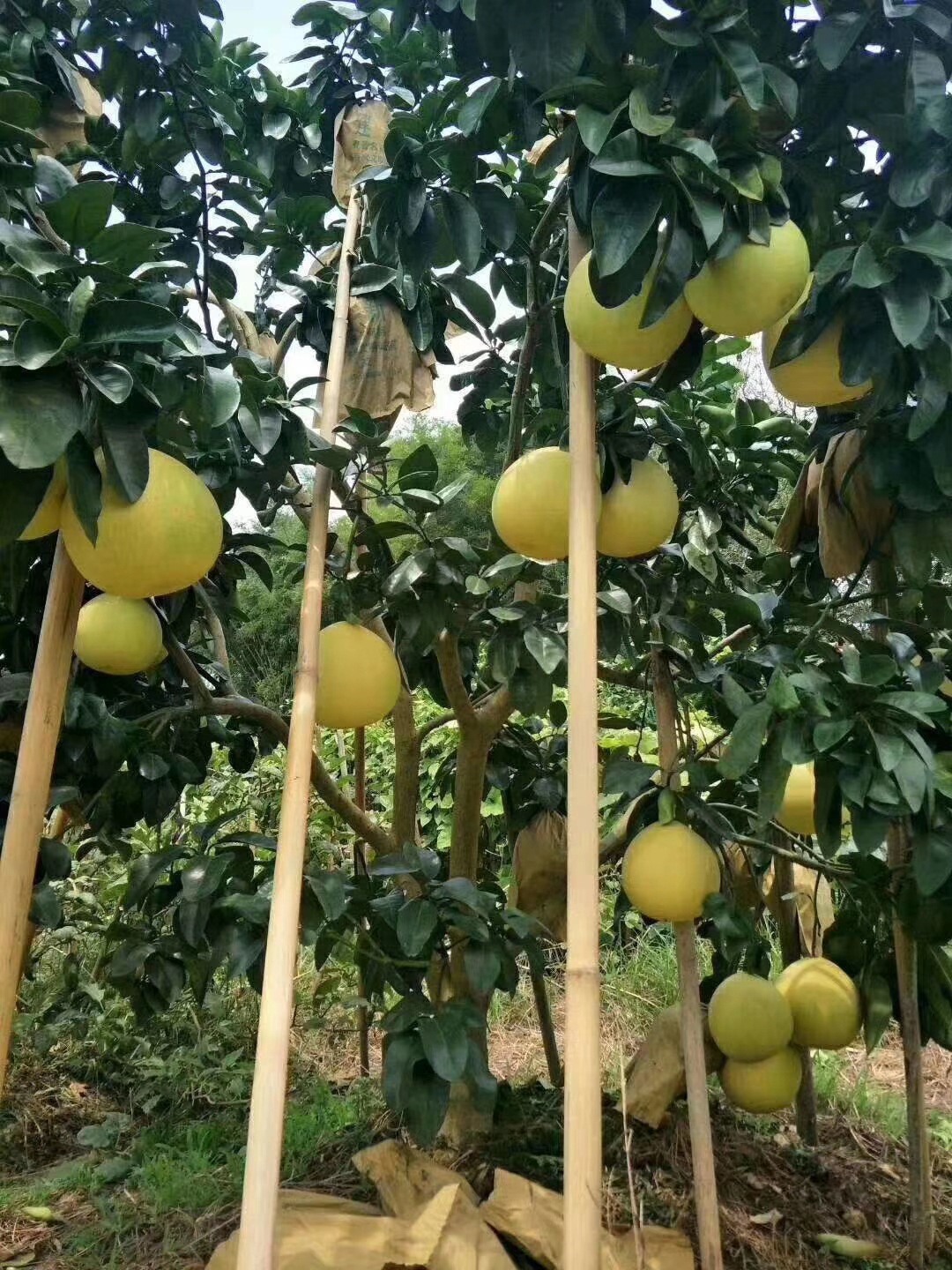 广西容县自良红肉多汁维生素c丰富酸甜可口的蜜柚6个一箱