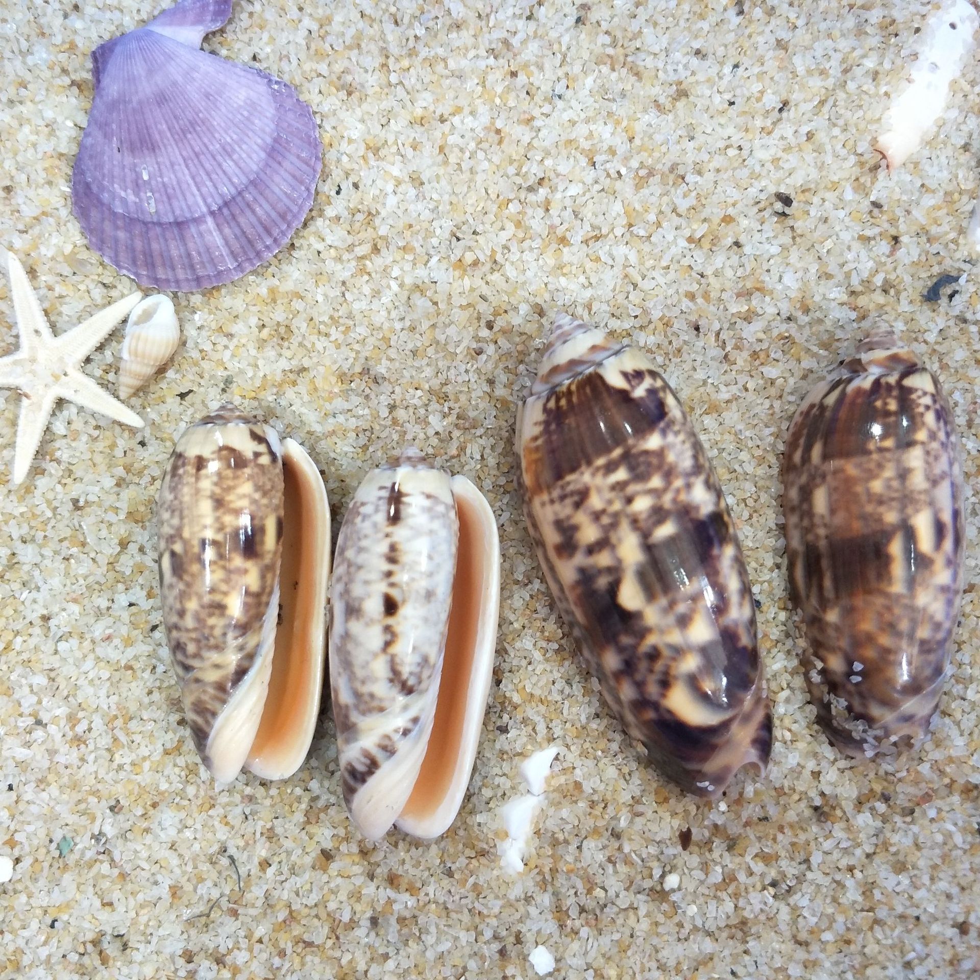 5cm-8cm橙口榧螺 天然海螺贝壳 diy手工家居鱼缸地台装饰批发