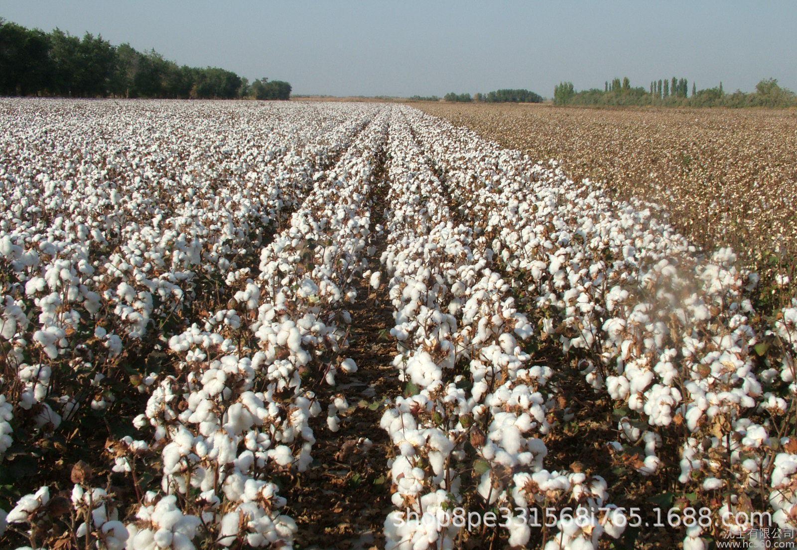 现货纯棉花新疆棉花一级长绒棉天然长绒棉皮棉