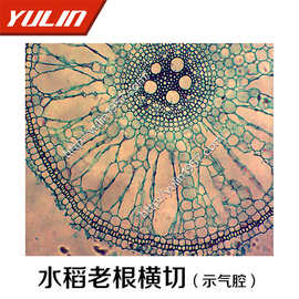 水稻老根横切(示气腔) 生物实验  生物显微镜标本切片玻片
