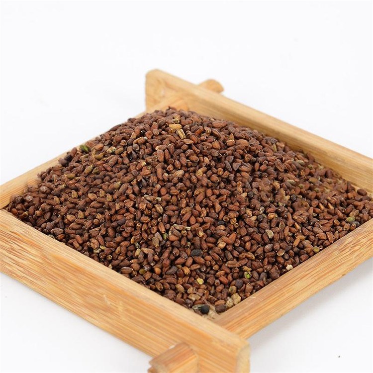 散装蓝香芥种子欧亚香花芥花海专用观花花卉紫色四季播种