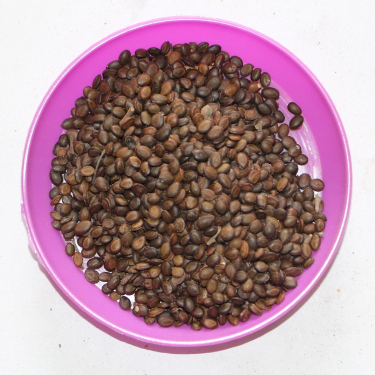 相思树台湾相思树种子 相思树种子 保质保量 园林绿化相思树