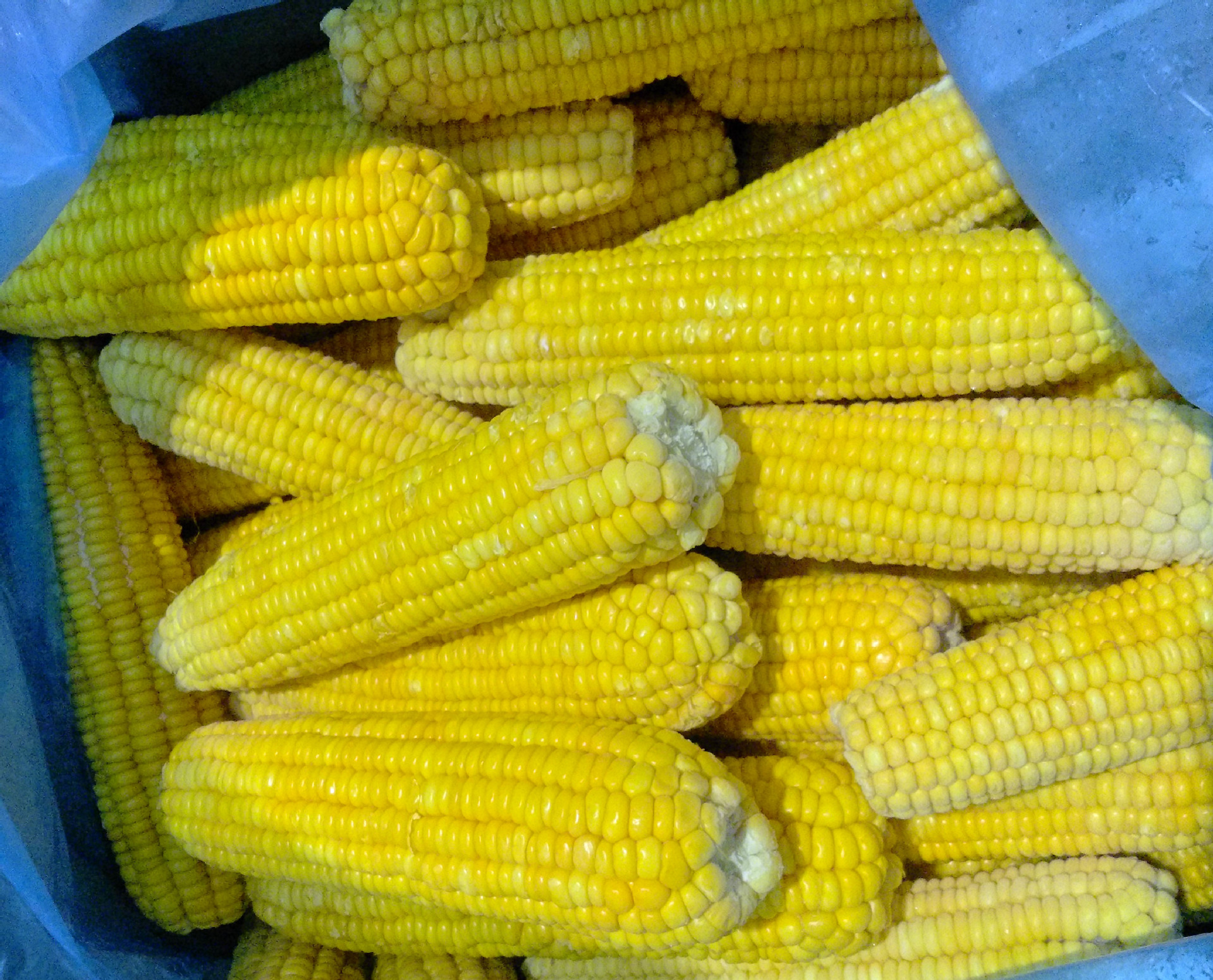 【佑仔食品】冷冻玉米棒 速冻包谷 新鲜甜糯大粒急冻食品大量批发