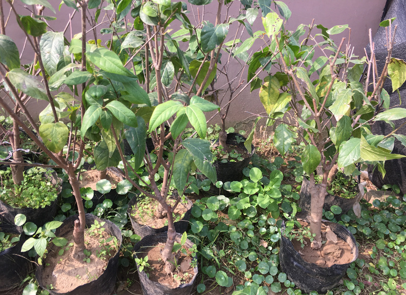 批发嫁接腊梅花 蜡梅树 素心腊梅小苗 园林小区绿化苗木批发