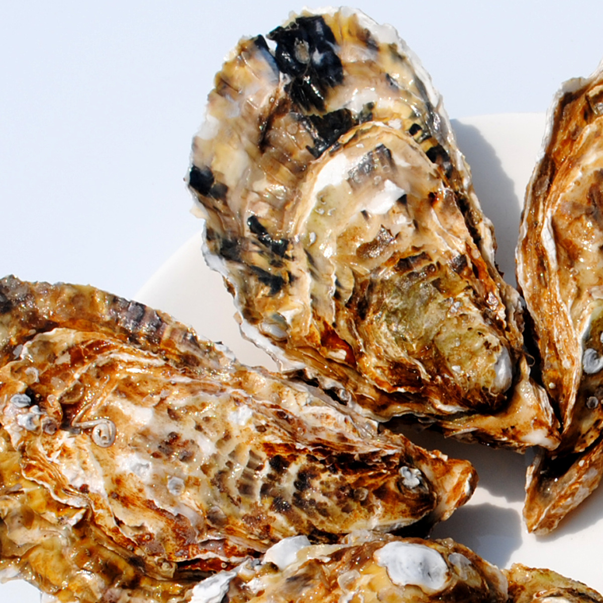 乳山生蚝鲜活牡蛎新鲜海蛎子肉贝类海鲜水产食材产地批发3-4两