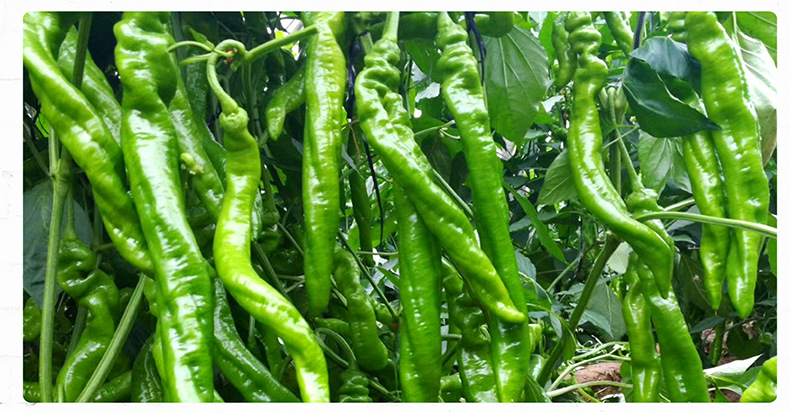 中科茂华蔬菜种子辣脆螺丝椒种子高产特辣青椒种籽杂交螺丝辣椒种